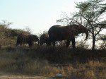 Africa do Sul - Kruger
