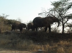 Africa do Sul - Kruger