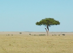 Reserva Maasai Mara