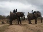 Andando de Elefante