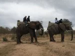 Andando de Elefante