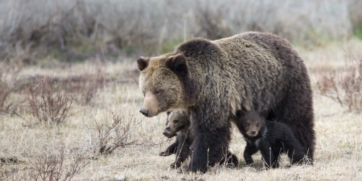 Yellowstone em Motorhome - Ursos no Yellowstone National Park