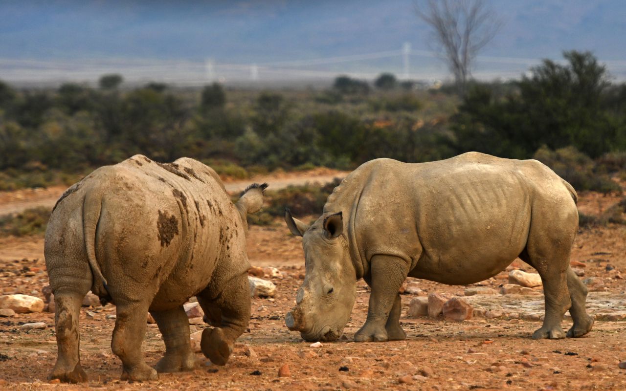 Safári na região de Kruger Park na África do Sul