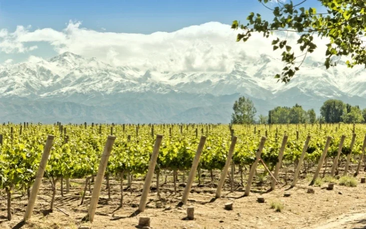 Vineyard in Mendoza - Mendoza