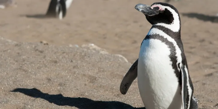 Puerto Madryn. Argentina - Patagônia