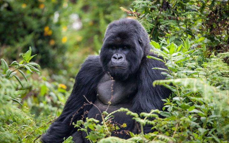 Rwanda Gorilla still - Ruanda