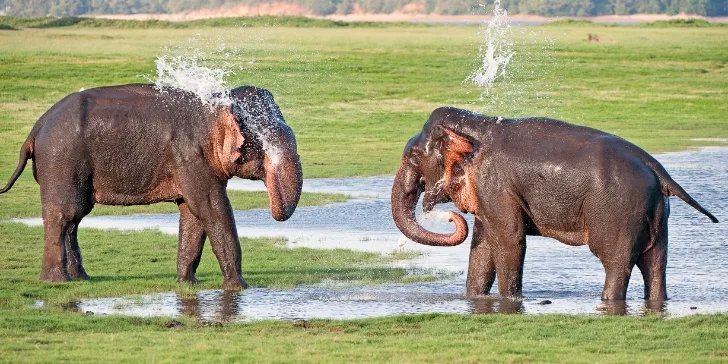 Elephant in Minneriya National Parl - Sri Lanka Primeiras Impressões