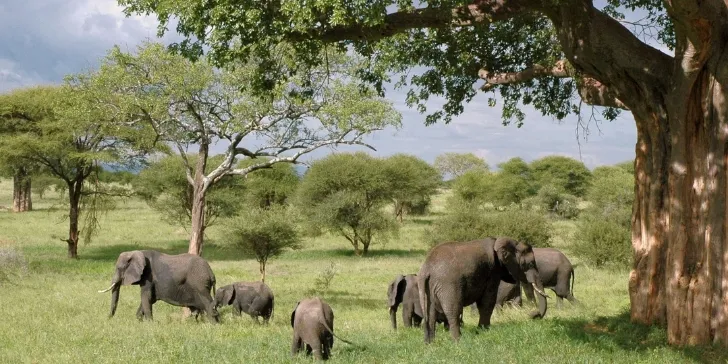 Elephants - Tanzânia
