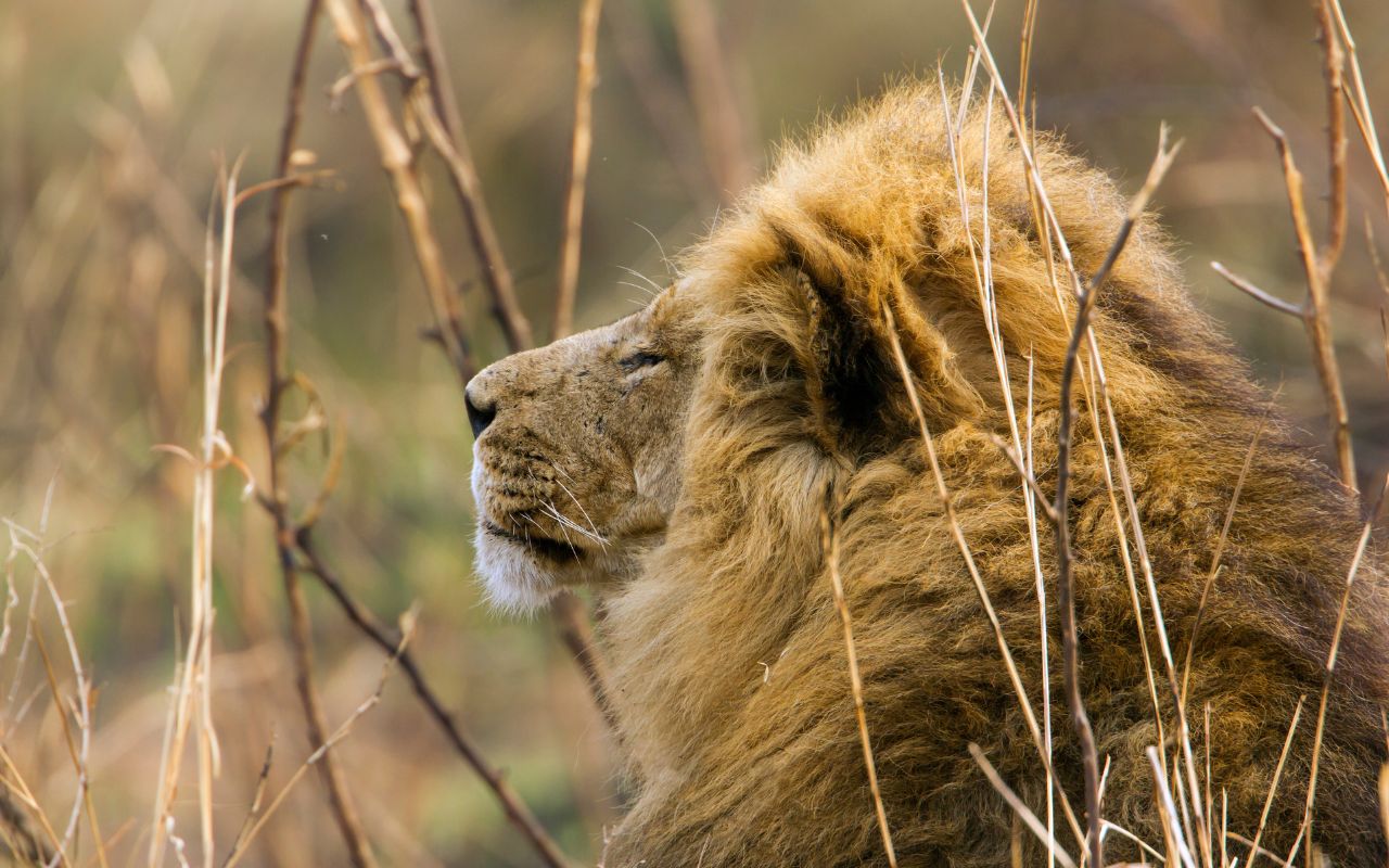 Leão no safári do Kruger Park na África do Sul