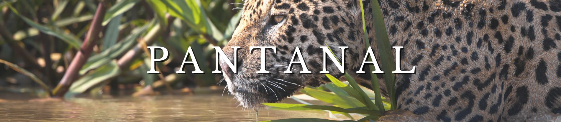 Banner Pacotes para Pantanal