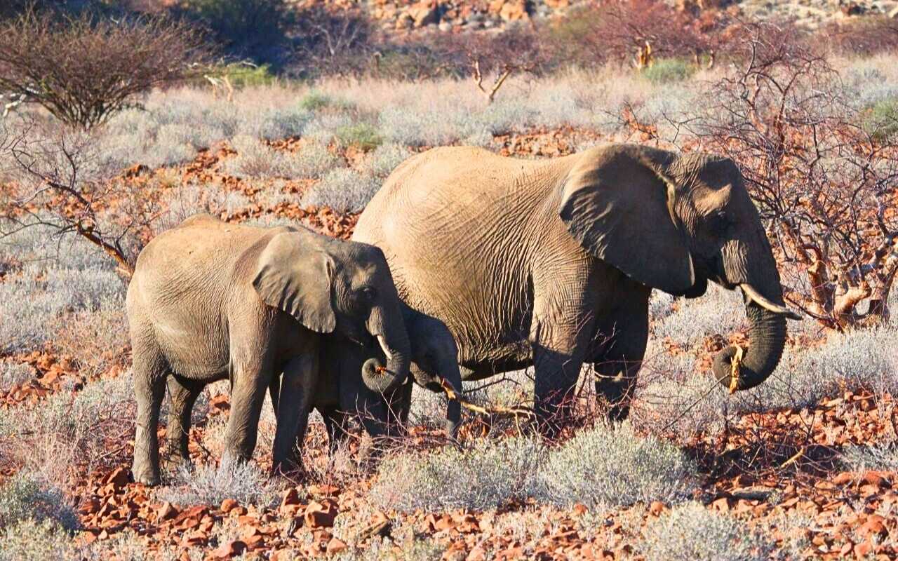 Elefantes do deserto em Damaraland na Namíbia - Dicas de Viagem para África