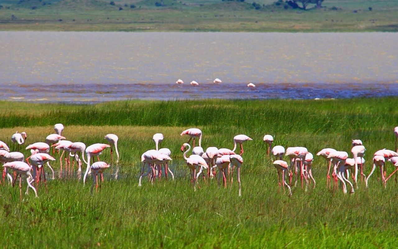 Tanzânia - Arusha e Taranguire - África