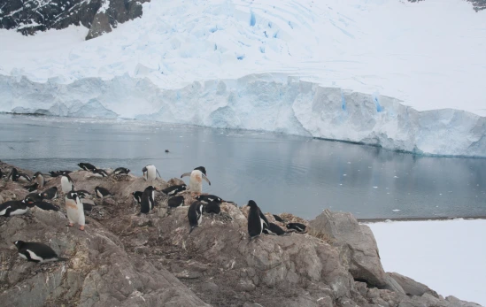 Neko Harbor - Glaciares na Antártida