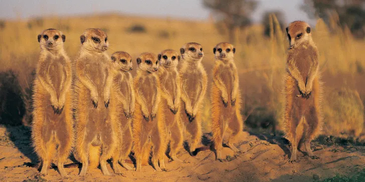 Botsuana-África-canva (1) Melhores Safáris - Botsuana - Deserto do Kalahari