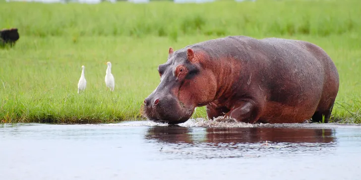 Botsuana-África-canva (2) Melhores Safáris - Botsuana - Rio Chobe