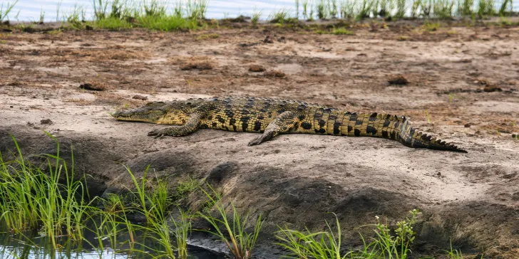 Botsuana-África-canva (4) Melhores Safáris - Botsuana - Delta do Okavango