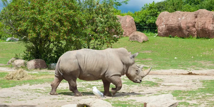 Zâmbia-África-canva (3) Melhores safáris Zâmbia