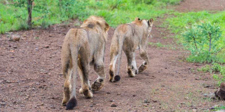 Zimbábue-África-canva (4) Melhores Safáris Zimbábue - Lion Walk