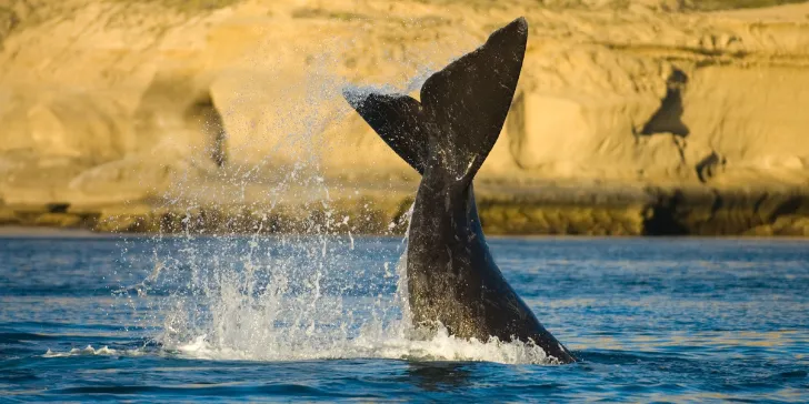 Península Valdés - Patagônia