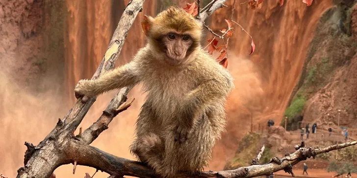 Cascatas de Ouzoud-Marrocos