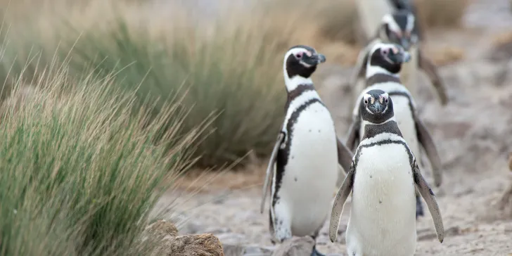 Pinguins de magalhães na Patagônia - Chile