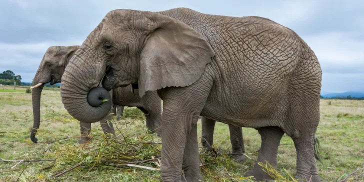 Knysna Elephant Park - Rota Jardim