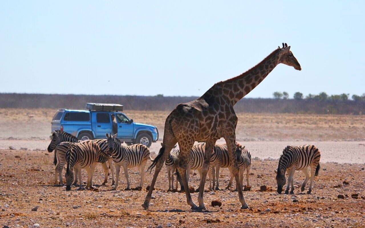 Safári no Parque Nacional Etosha na Namíbia - África