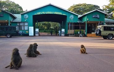 Tanzânia – Ngorongoro e Serengeti – África