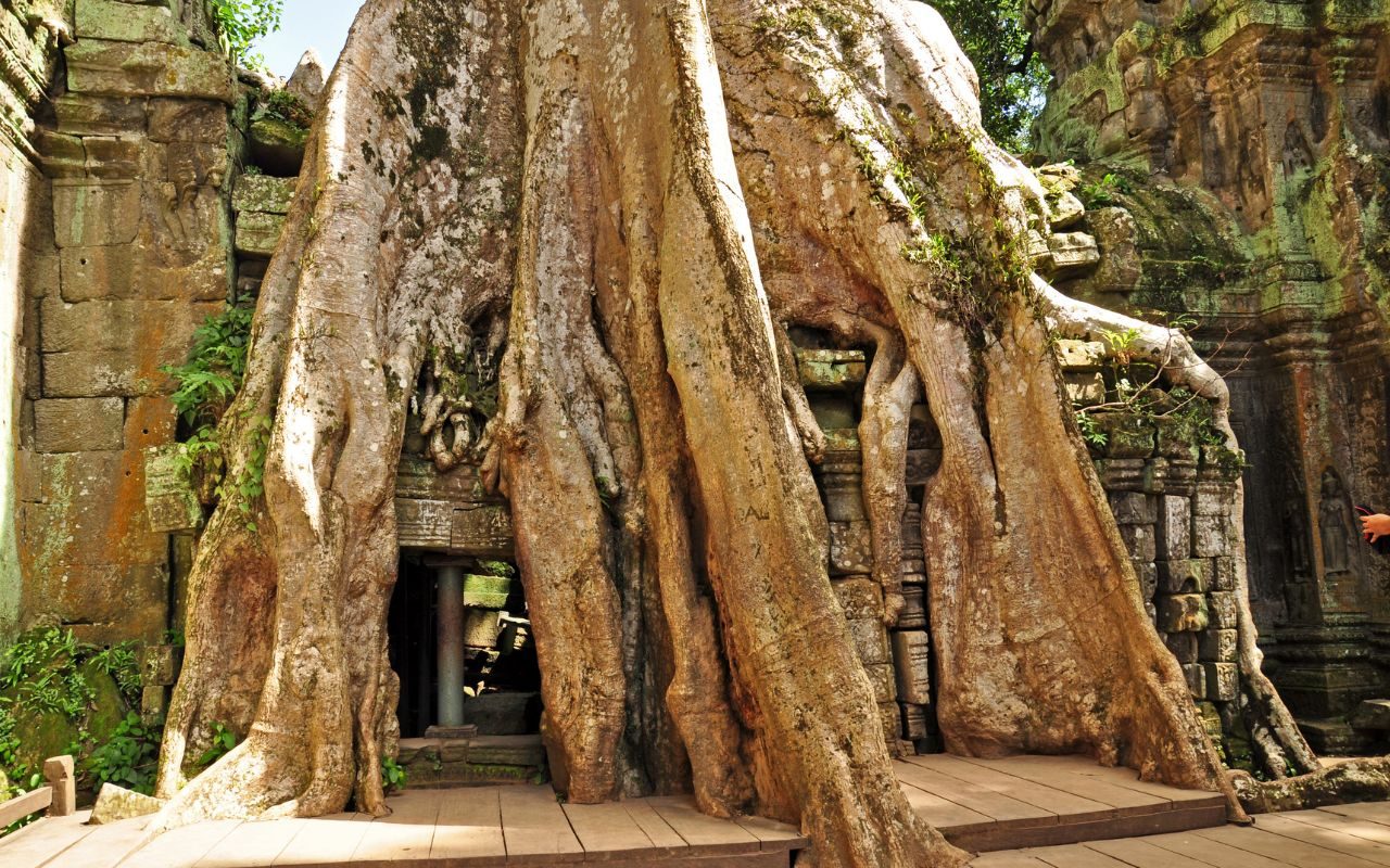 Templo Ta Prohm 0 Angkor - Camboja